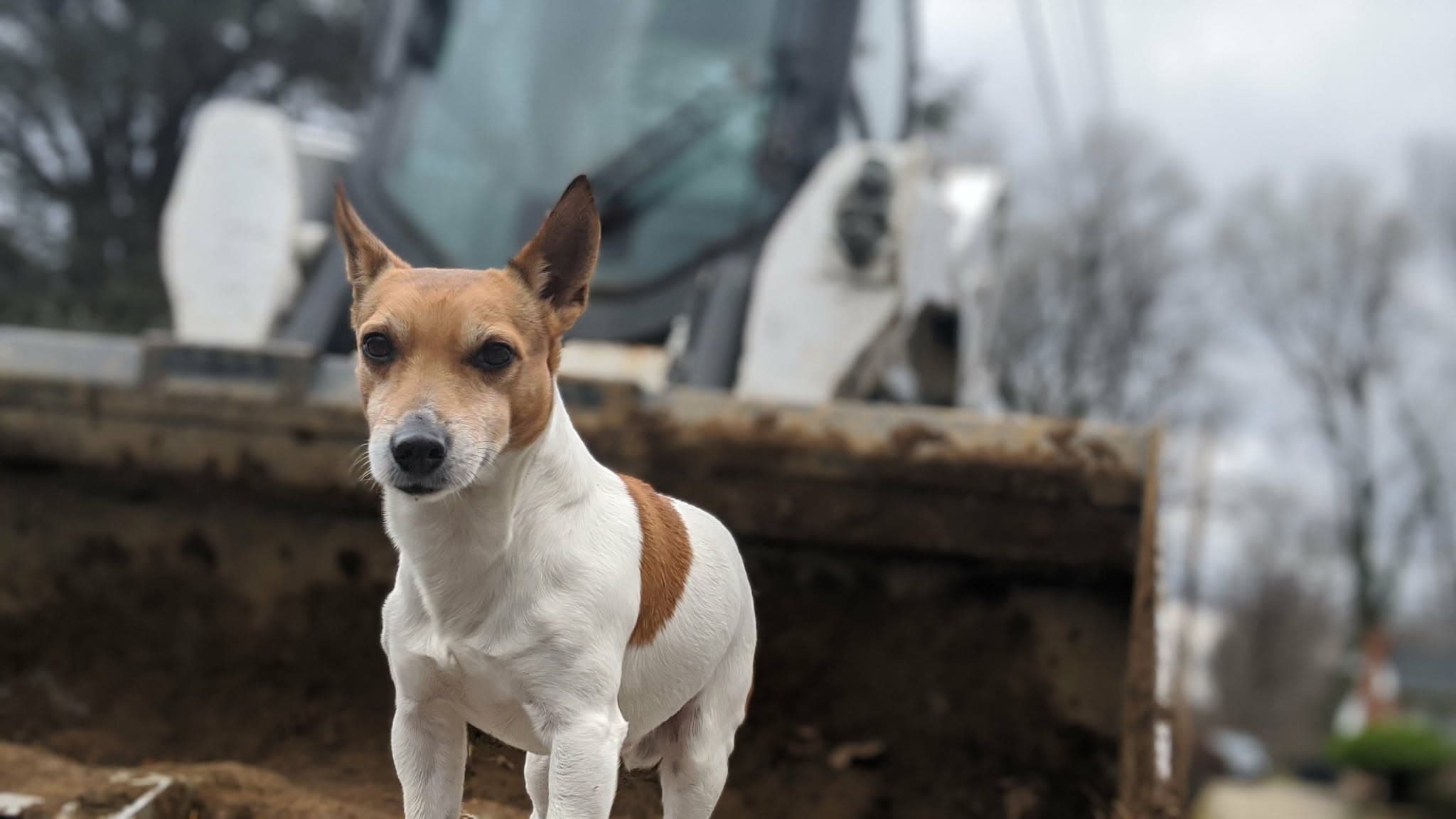 Small brown and white dog standing in front of a large, muddy construction loader bucket.